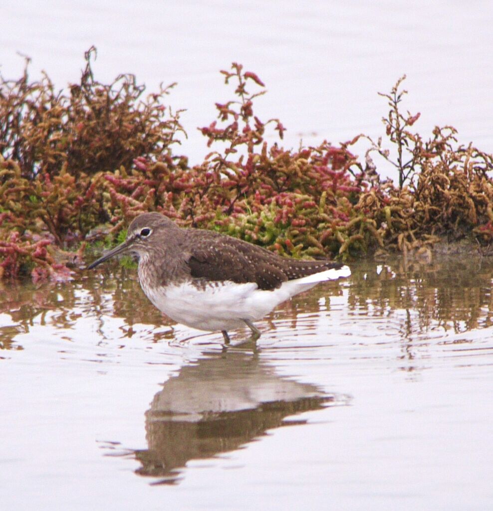 Green Sandpiperadult post breeding, identification