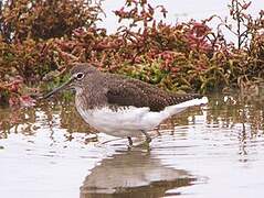 Green Sandpiper