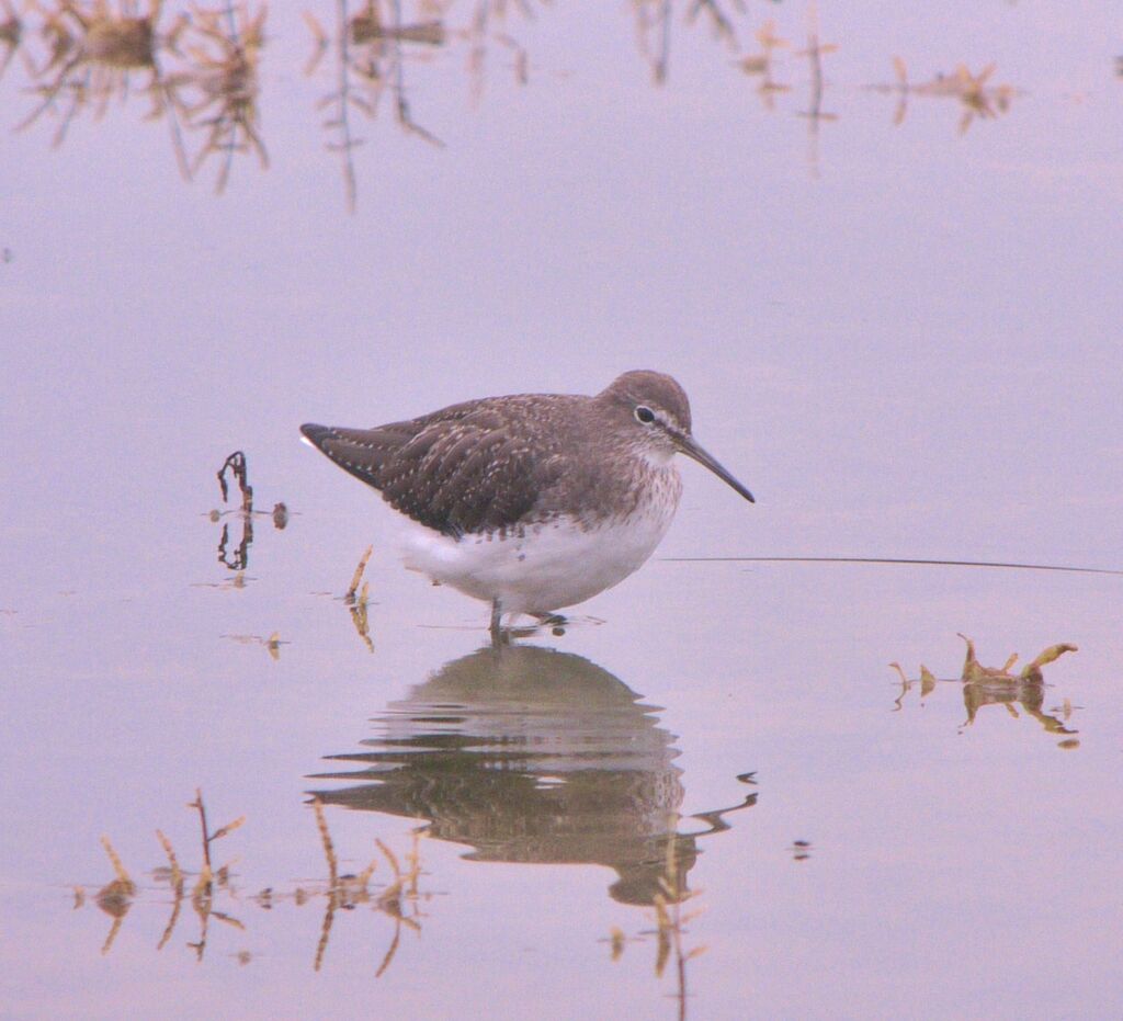 Green Sandpiperadult post breeding, identification