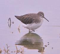 Green Sandpiper