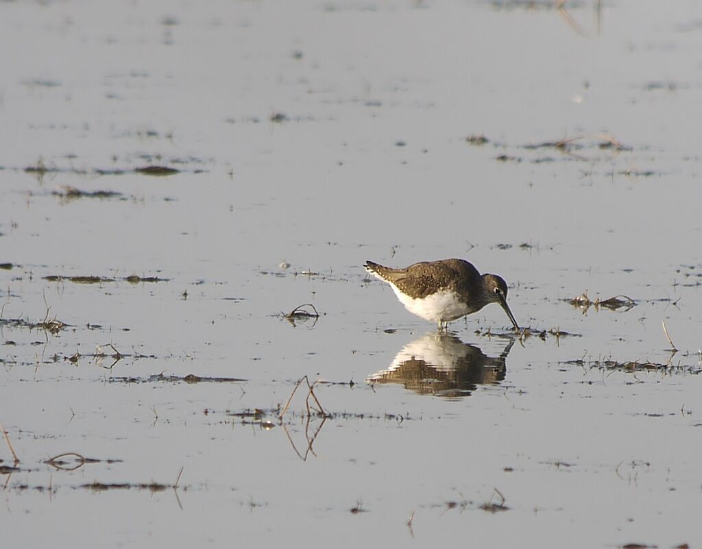 Green Sandpiperadult post breeding