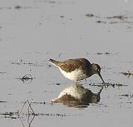 Green Sandpiper