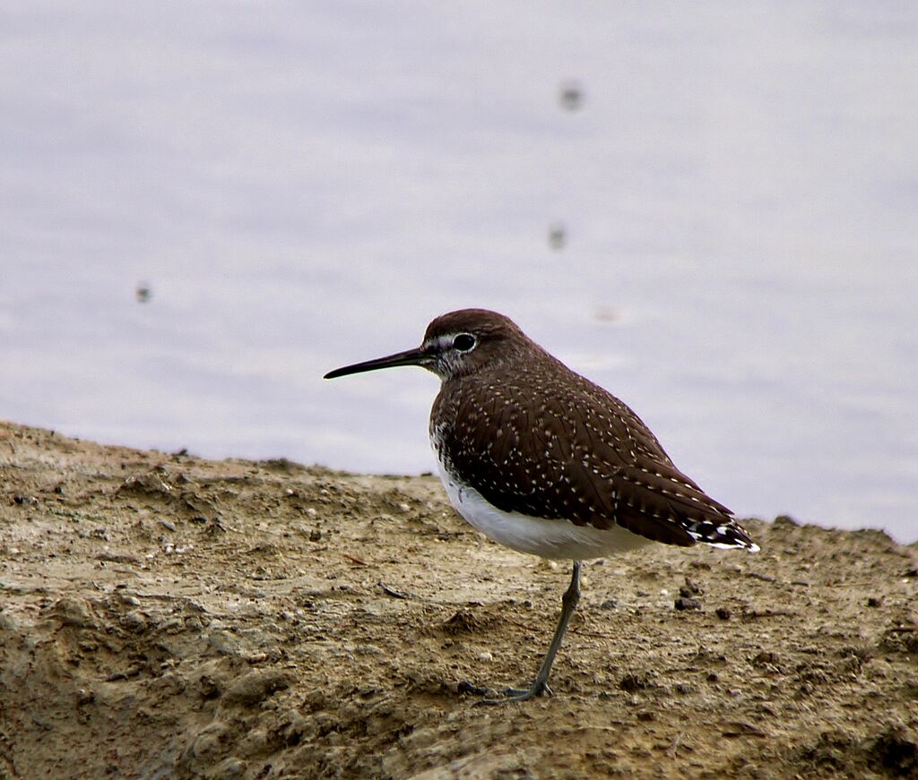 Green Sandpiperadult post breeding, identification