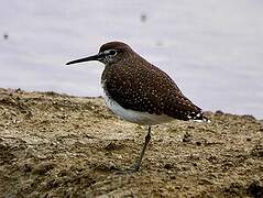 Green Sandpiper