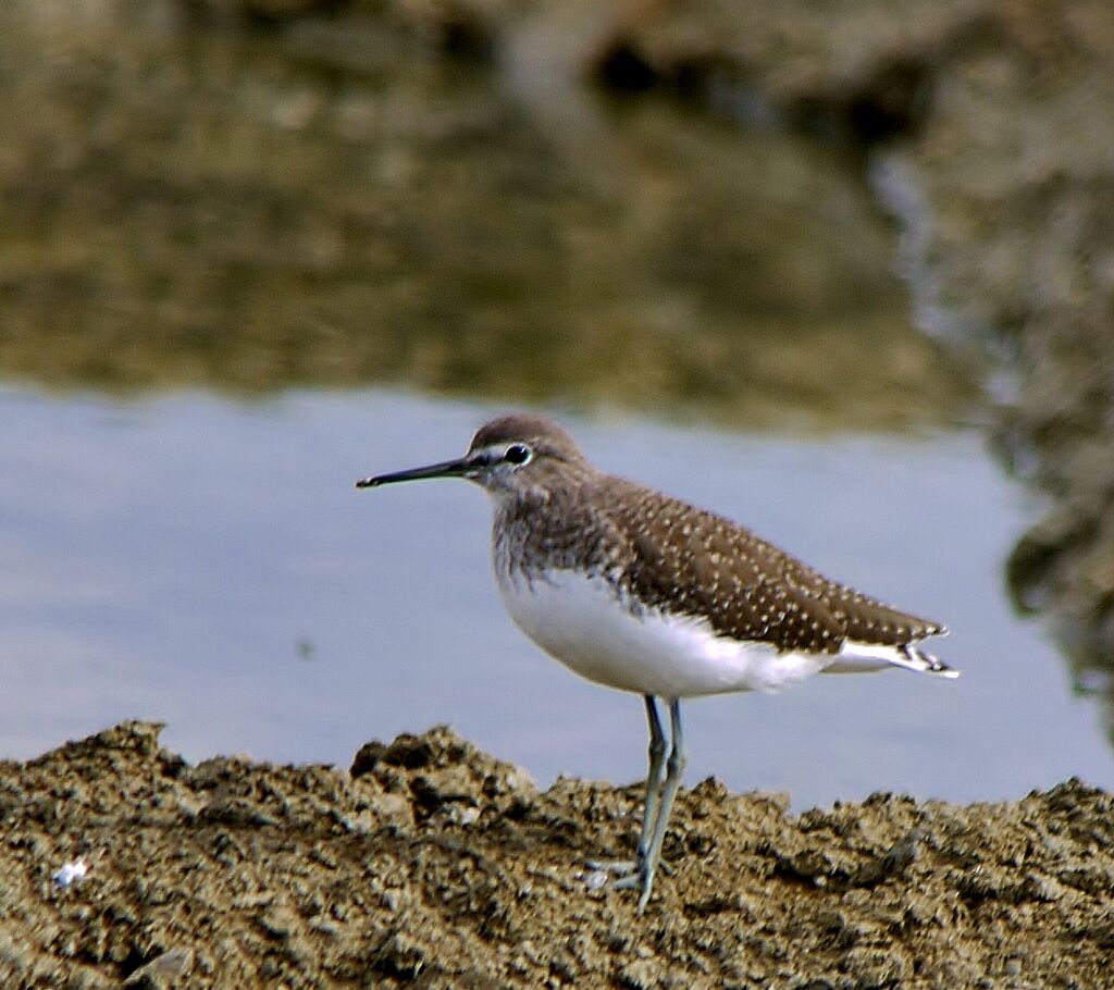 Green Sandpiperadult post breeding, identification