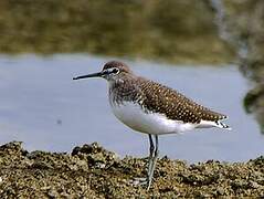 Green Sandpiper