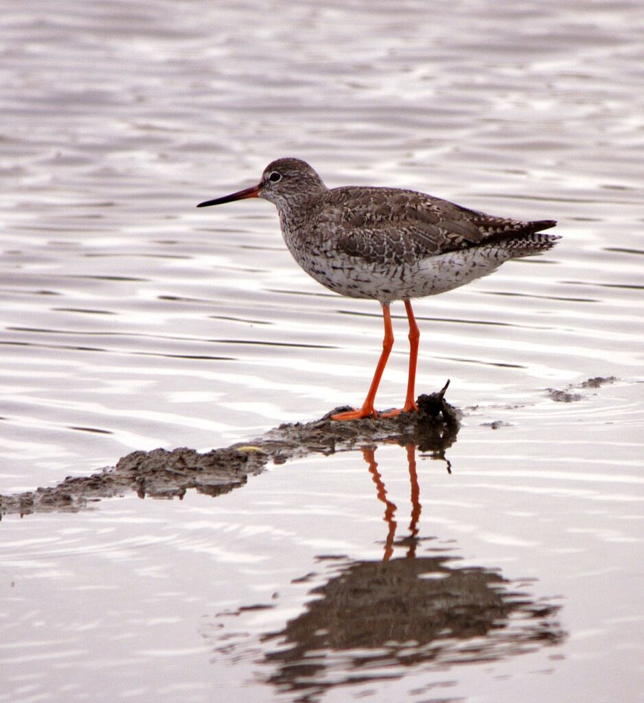 Common Redshankadult post breeding, identification