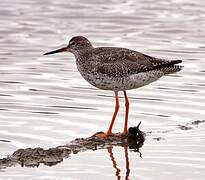 Common Redshank