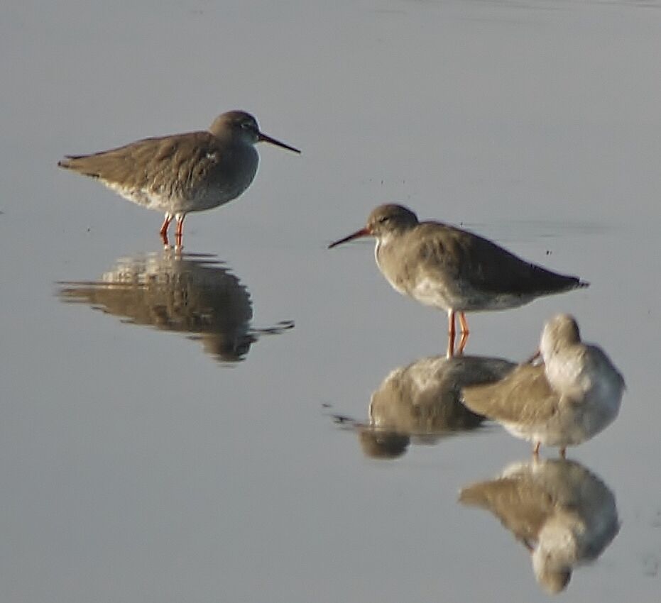 Common Redshankadult post breeding, identification