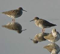 Common Redshank