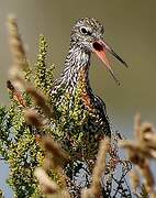 Common Redshank