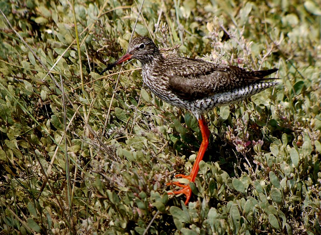 Chevalier gambette mâle adulte nuptial, identification