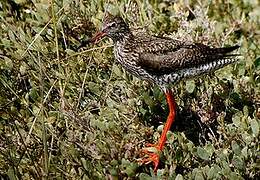 Common Redshank