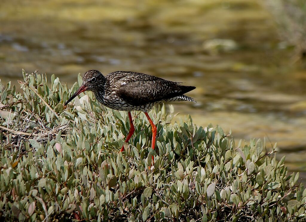 Common Redshank male adult breeding, identification