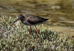 Common Redshank