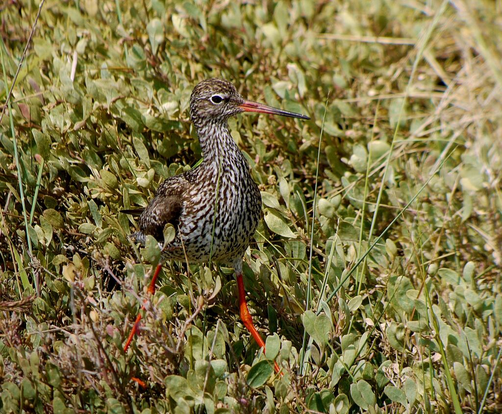 Common Redshank male adult breeding, identification