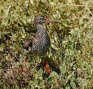 Common Redshank