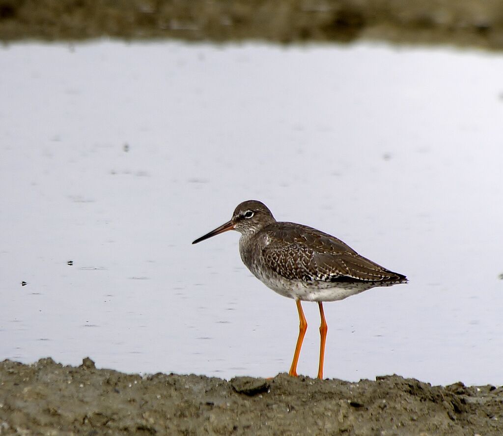 Common Redshankadult post breeding, identification