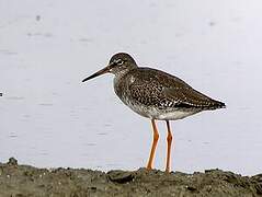 Common Redshank