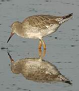 Common Redshank