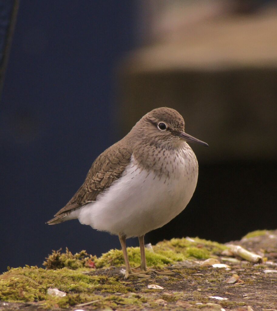 Common Sandpiper male adult breeding, identification