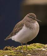 Common Sandpiper