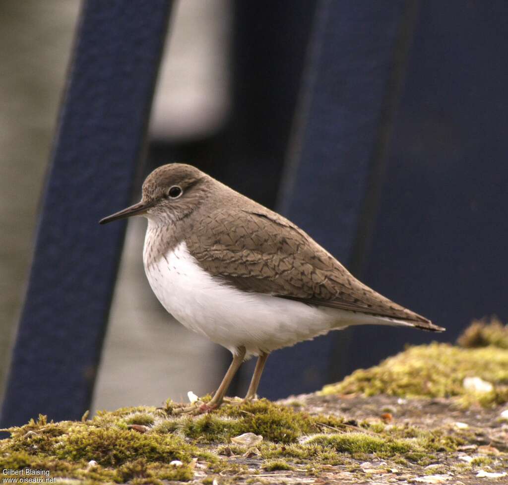 Common Sandpiper male adult breeding, identification