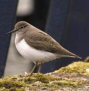 Common Sandpiper