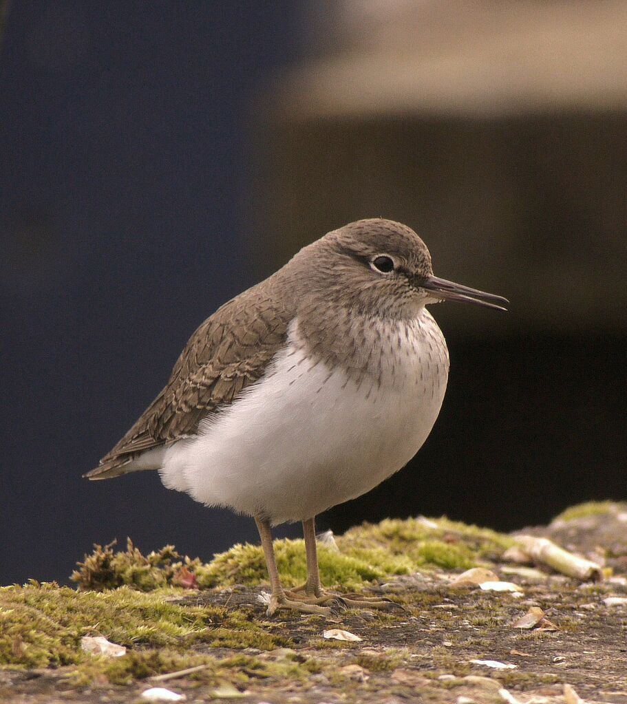 Common Sandpiper male adult breeding, identification