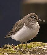 Common Sandpiper