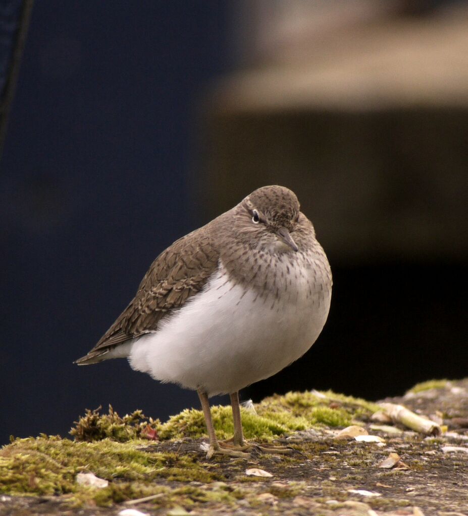 Common Sandpiper male adult breeding, identification