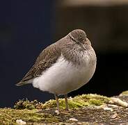 Common Sandpiper