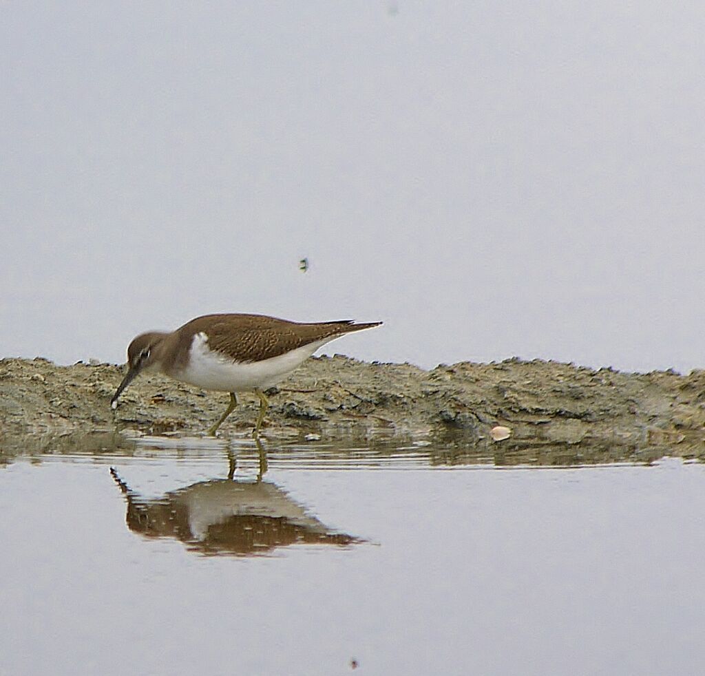 Common Sandpiperadult post breeding, identification