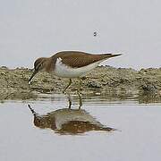 Common Sandpiper