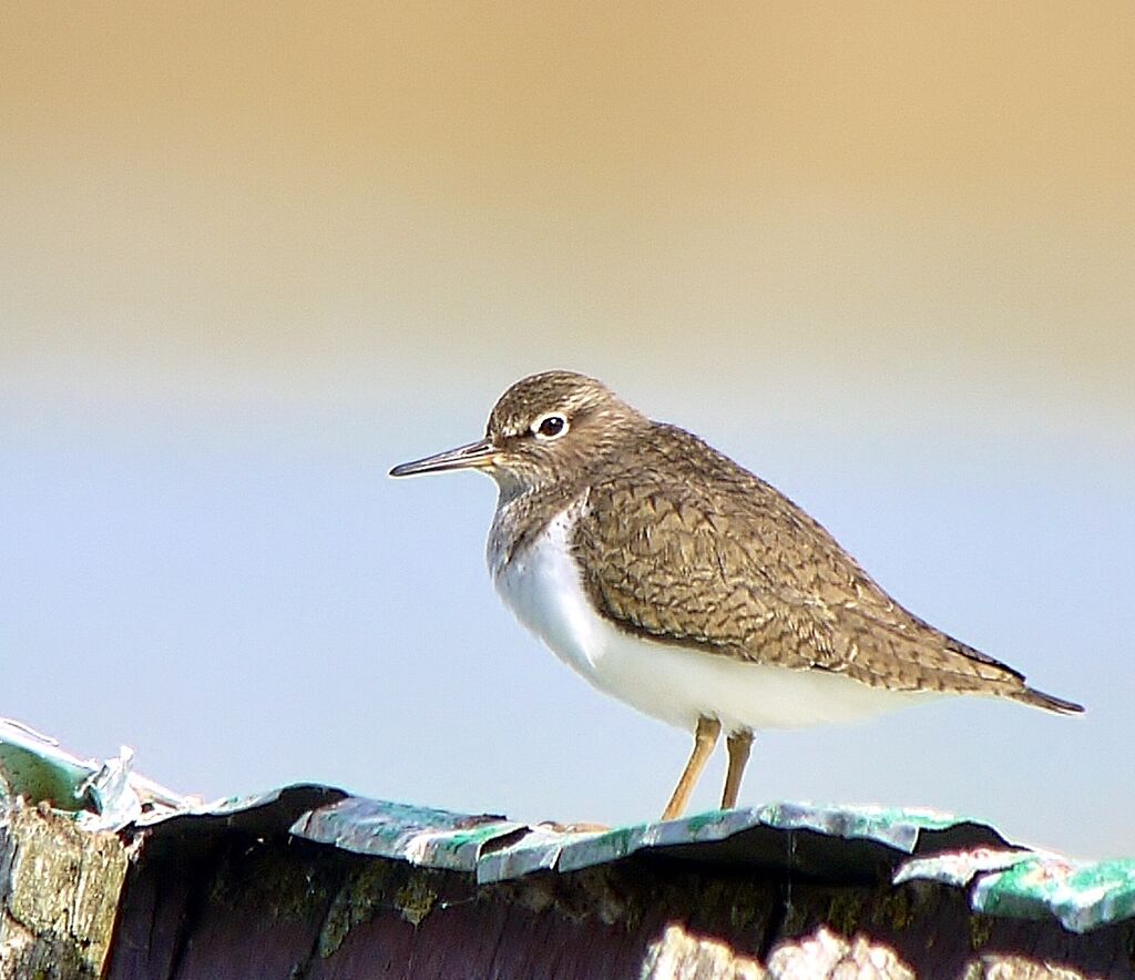 Common Sandpiperadult breeding, identification