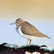 Common Sandpiper