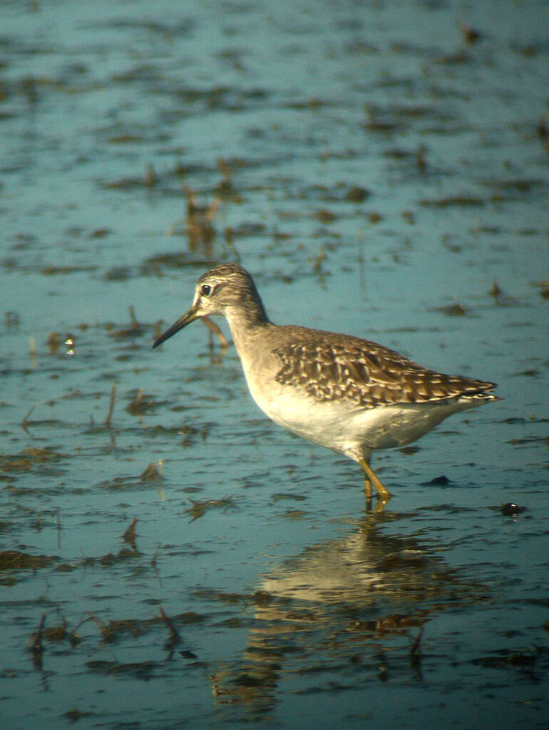 Wood Sandpiper, identification