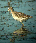 Wood Sandpiper