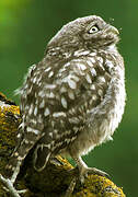 Little Owl