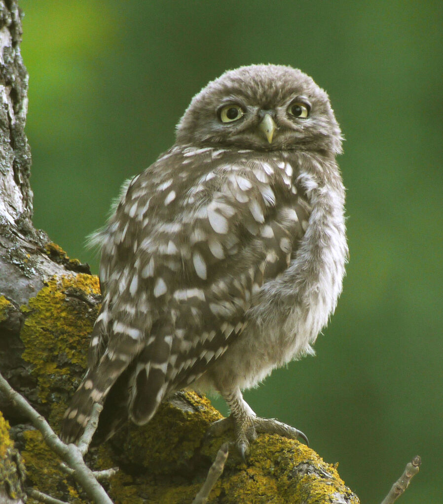 Little Owl, identification