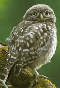 Little Owl