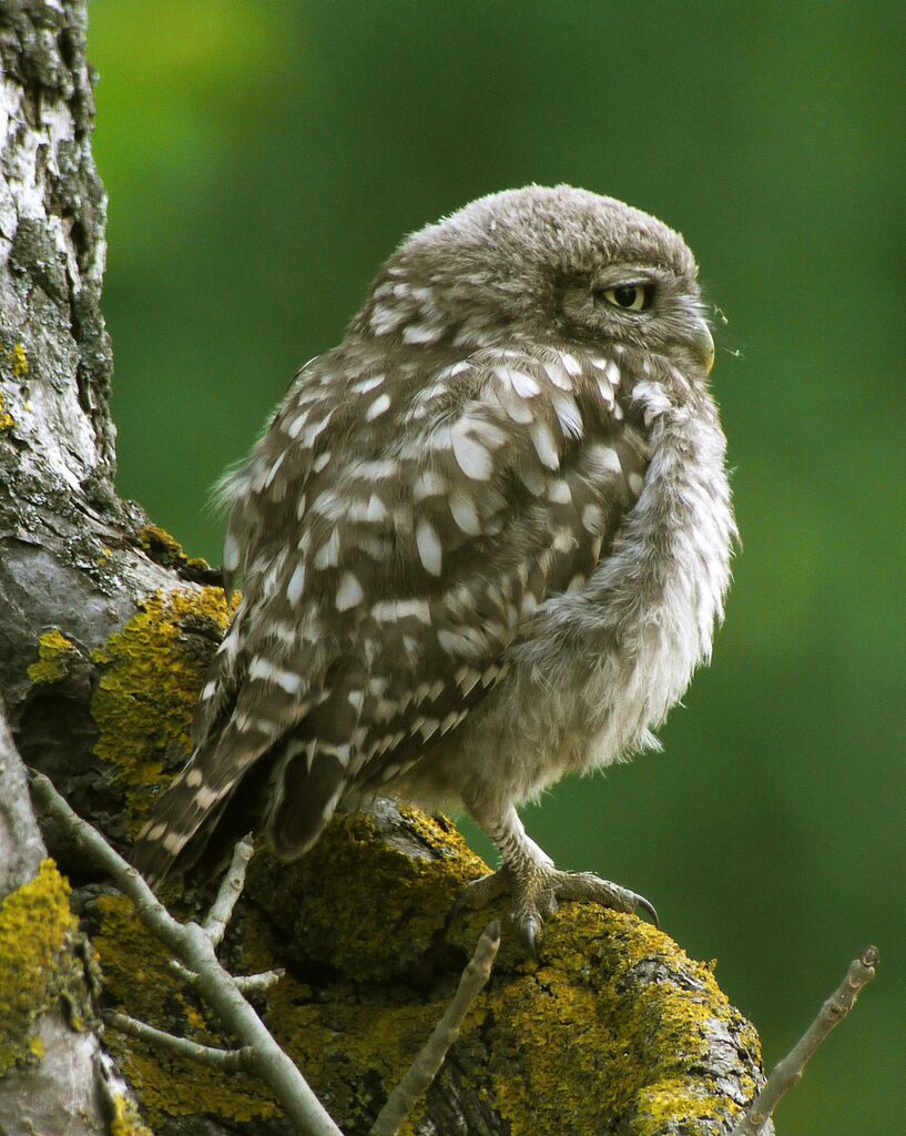 Little Owl, identification