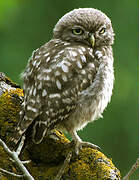 Little Owl