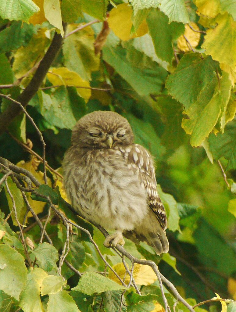 Little Owl