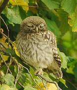 Little Owl