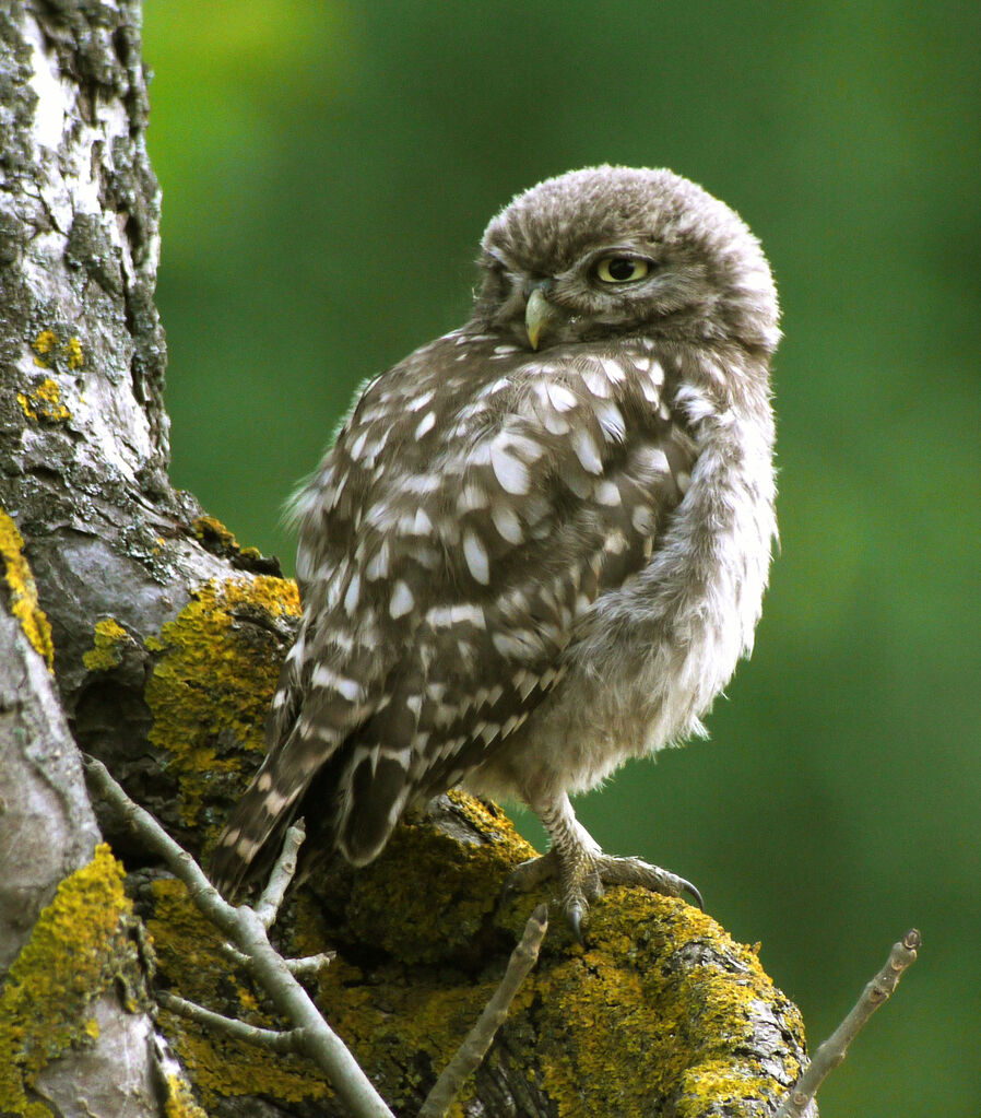 Little Owl, identification