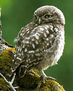 Little Owl