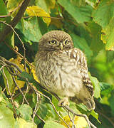 Little Owl