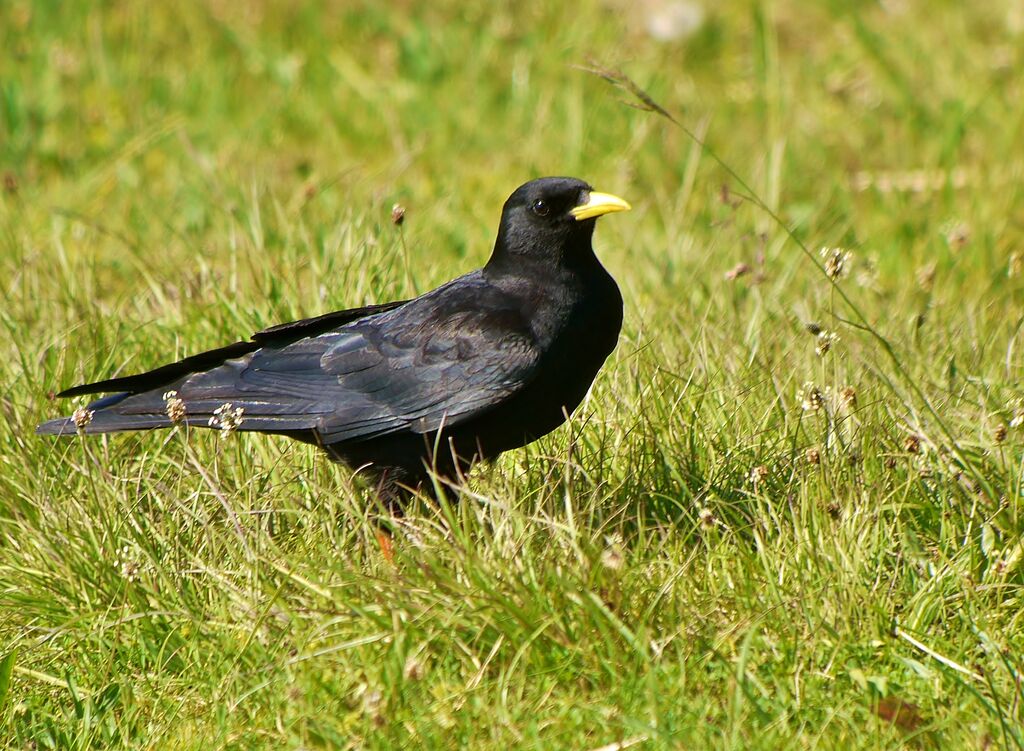 Chocard à bec jaune mâle adulte nuptial, identification