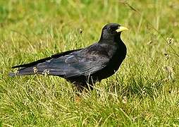 Alpine Chough